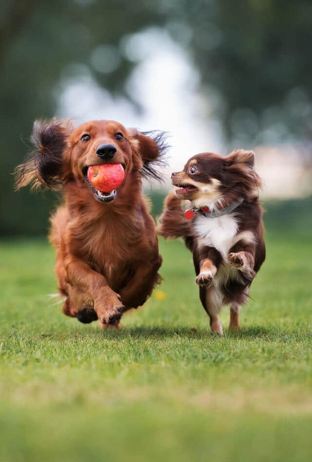 Two small dogs running with one carrying an apple in its mouth